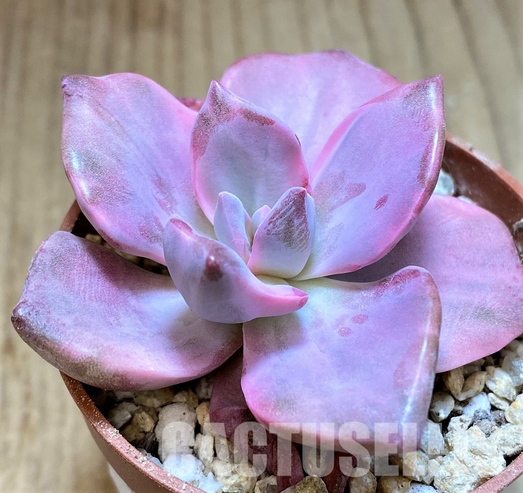 SH31114 Graptoveria ‘Mrs Richards’ f. variegata - Image 2