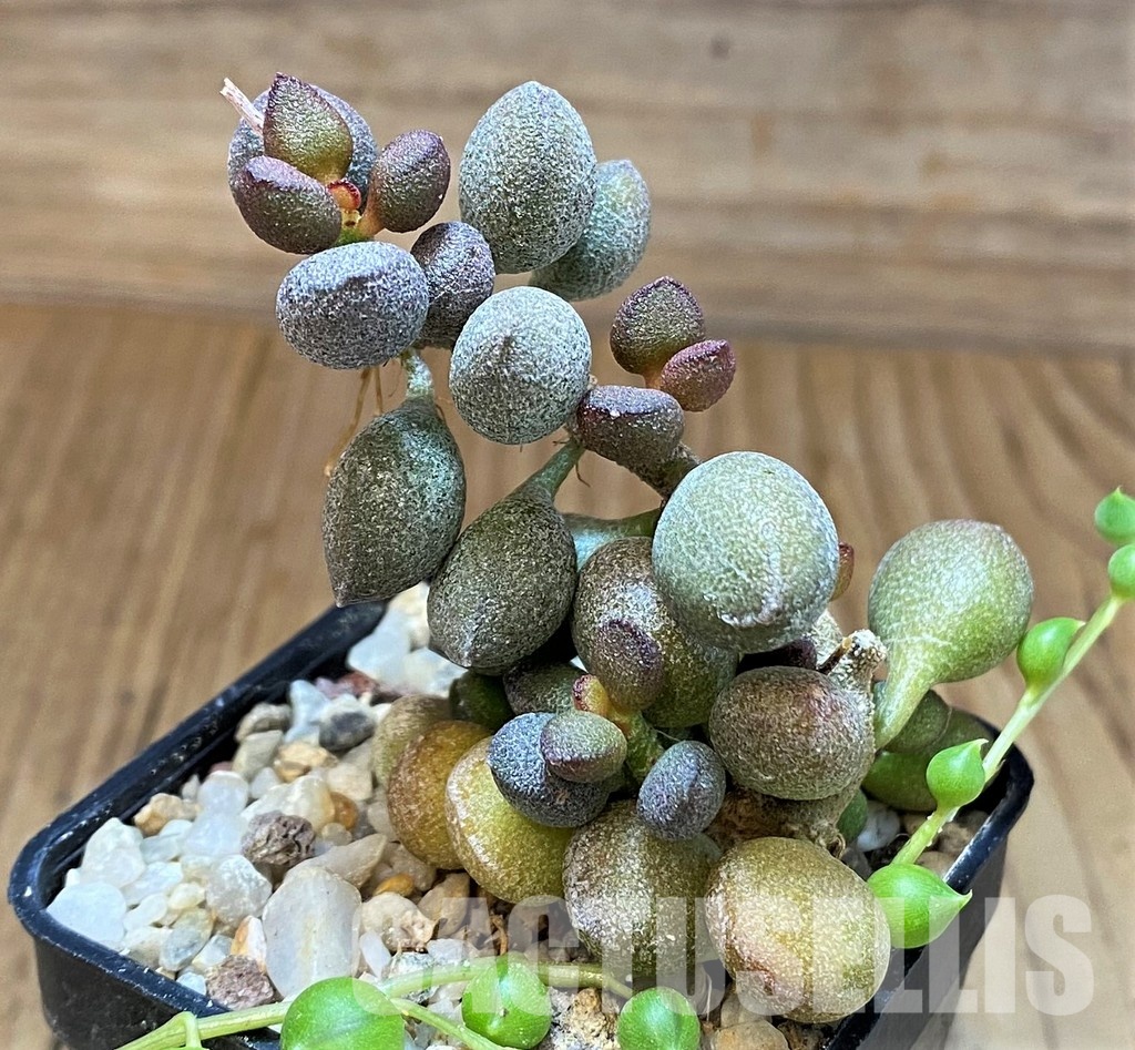 SH31060 Adromischus marianiae 'Little Spheroid'