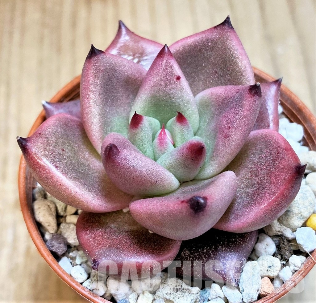 SH31121 Echeveria ‘Taurus’ - Image 2