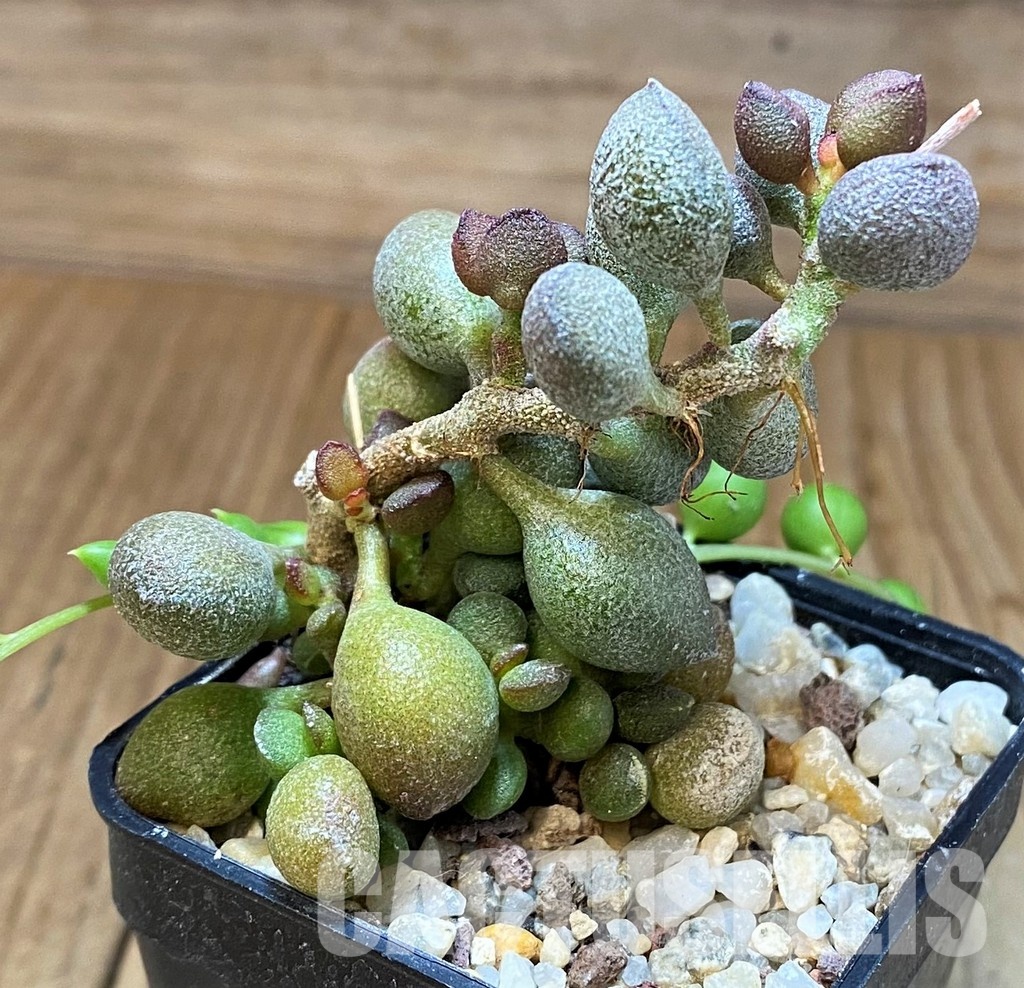 SH31060 Adromischus marianiae 'Little Spheroid' - Image 2
