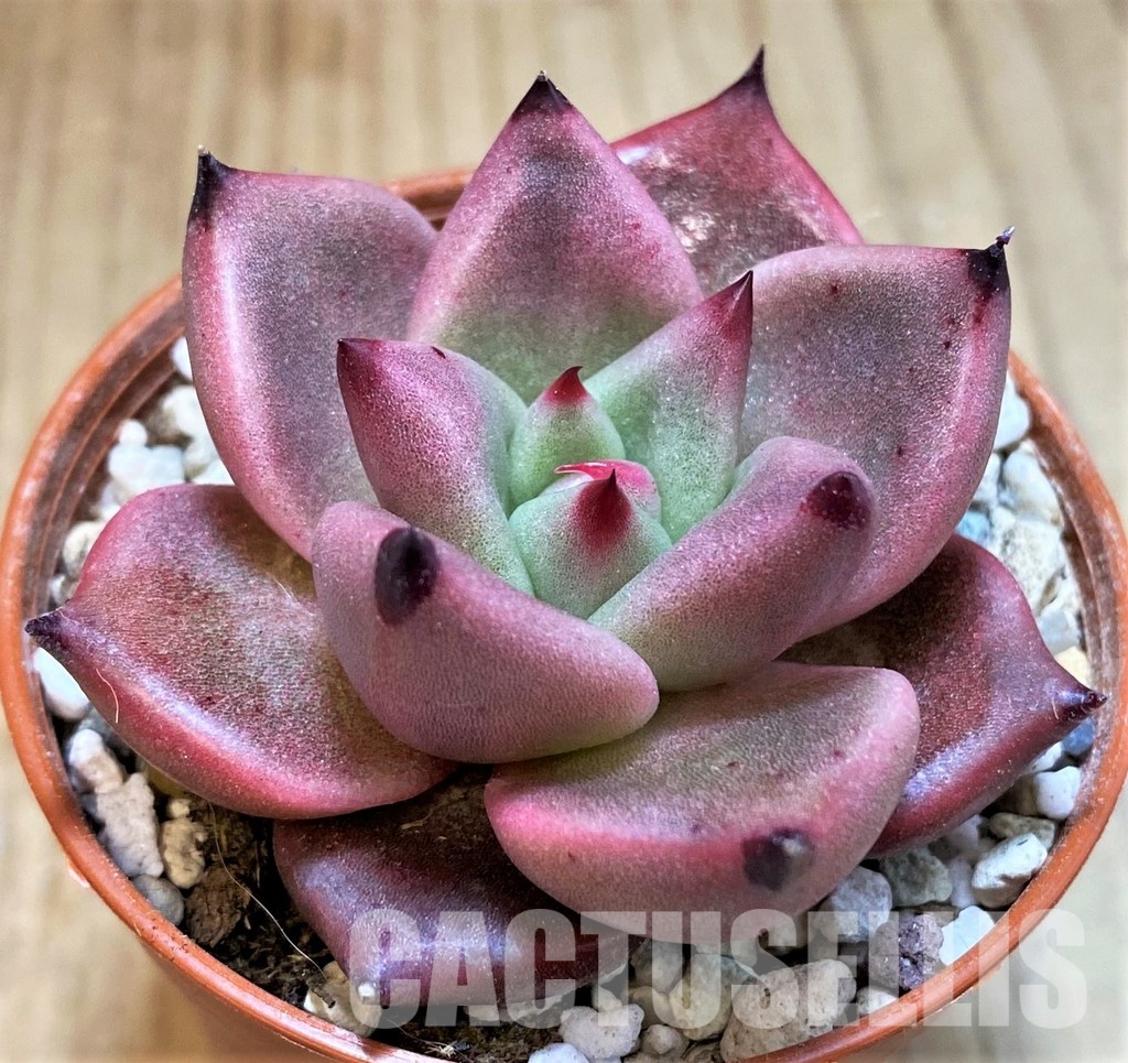 SH31121 Echeveria ‘Taurus’