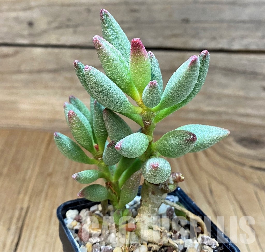 SH31061 Adromischus marianae f. alveolatus