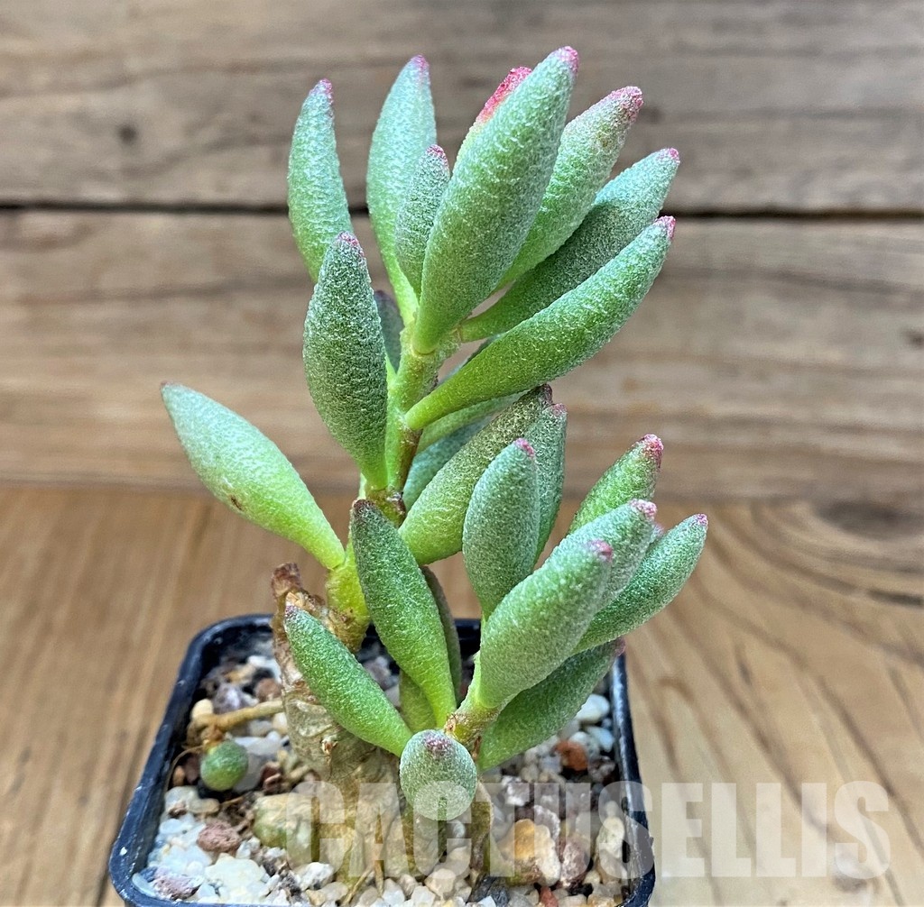 SH31061 Adromischus marianae f. alveolatus - Image 2