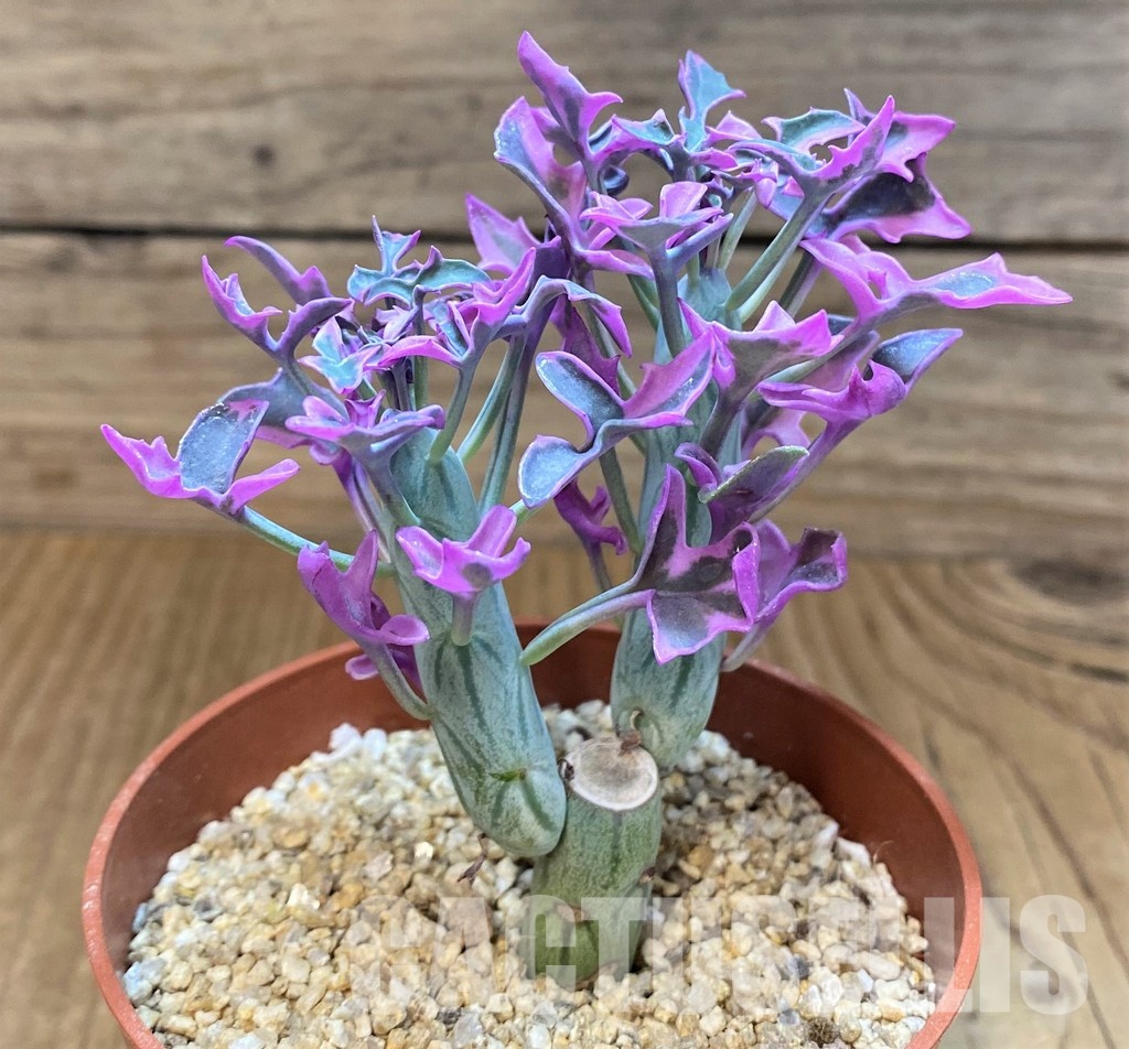 SH31064 Senecio articulatus f. variegata - Image 2