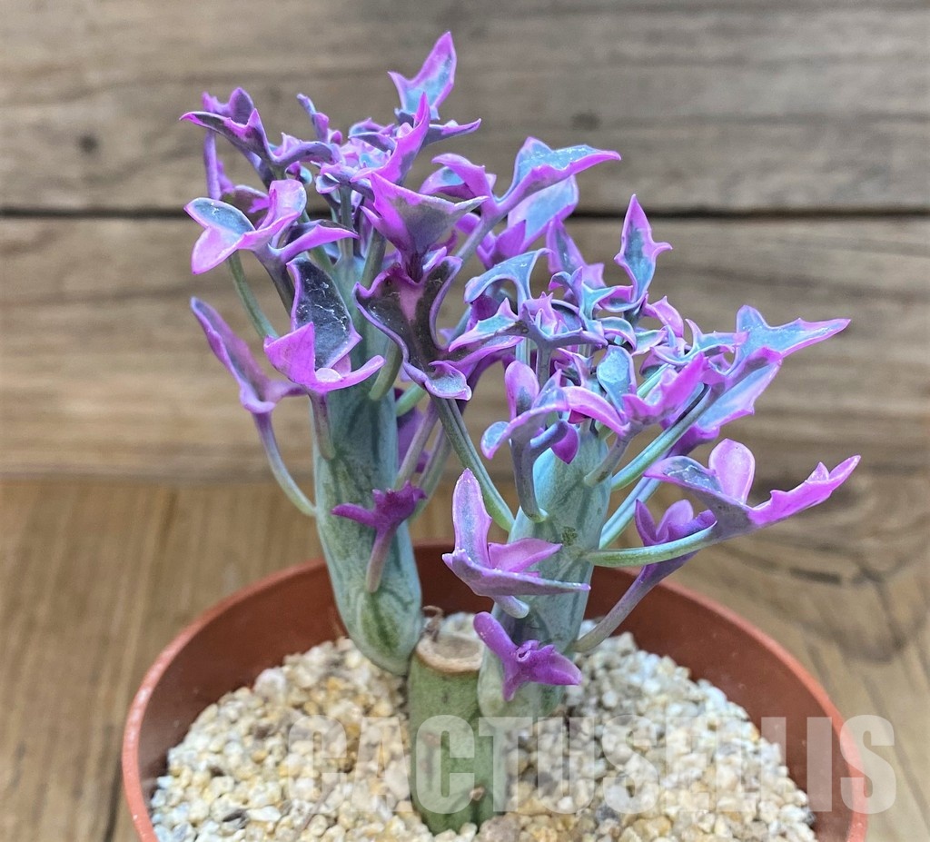 SH31064 Senecio articulatus f. variegata