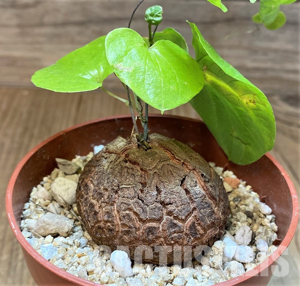 SH31066 Dioscorea elephantipes - Image 2