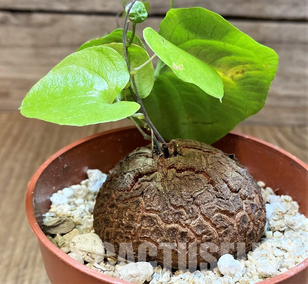 SH31066 Dioscorea elephantipes