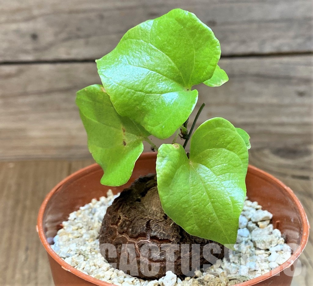 SH31067 Dioscorea elephantipes