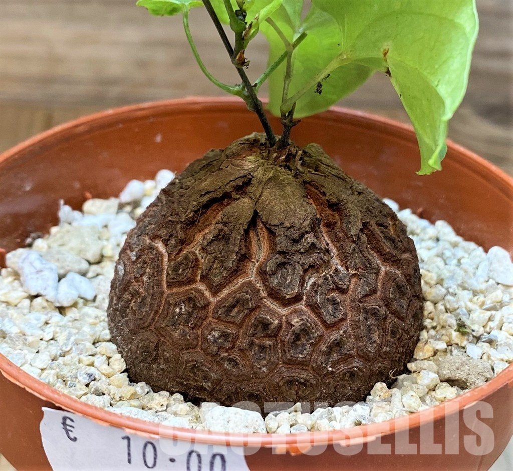 SH31067 Dioscorea elephantipes - Image 2