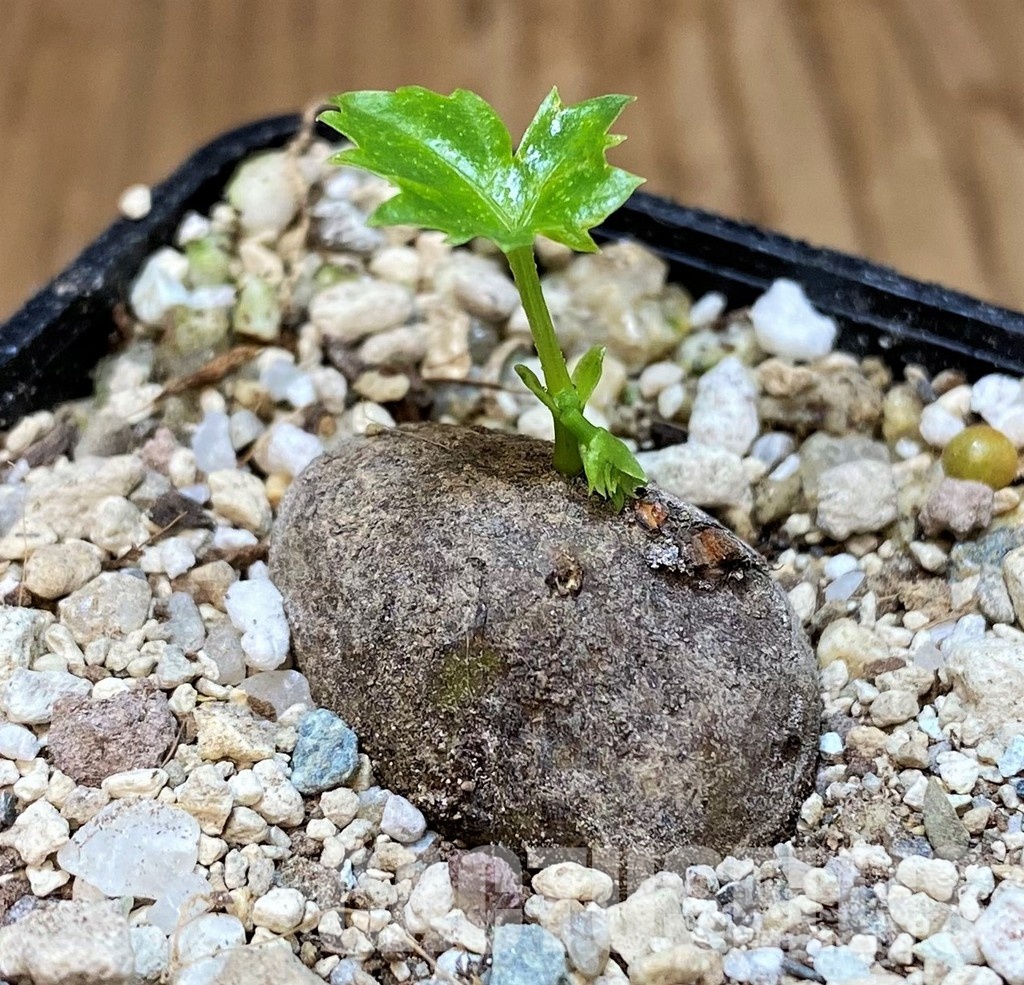 SH31068 Cissus trifoliata - Image 2