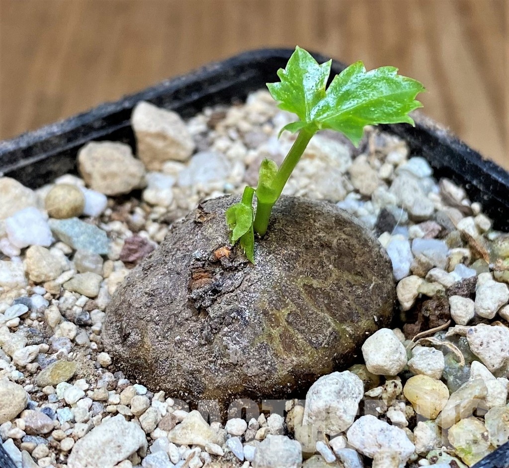 SH31068 Cissus trifoliata