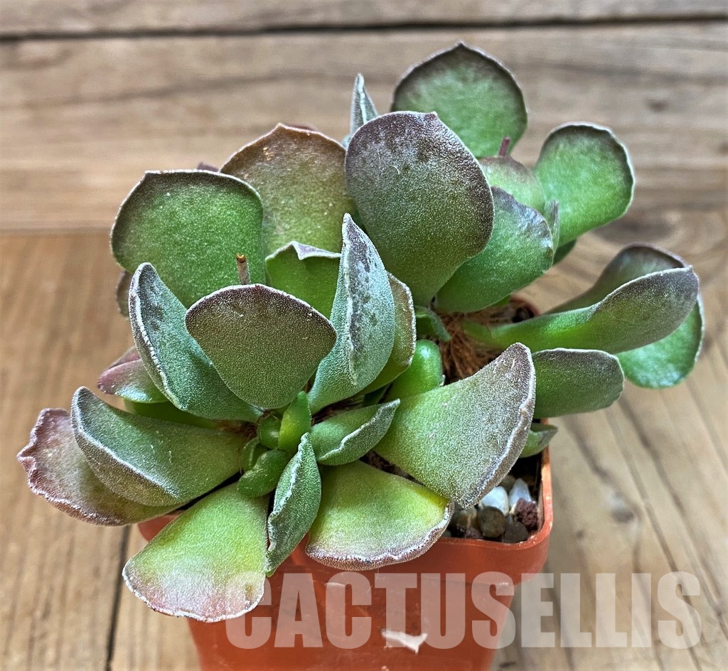 SH31056 Adromischus cooperi x cristatus - Image 2