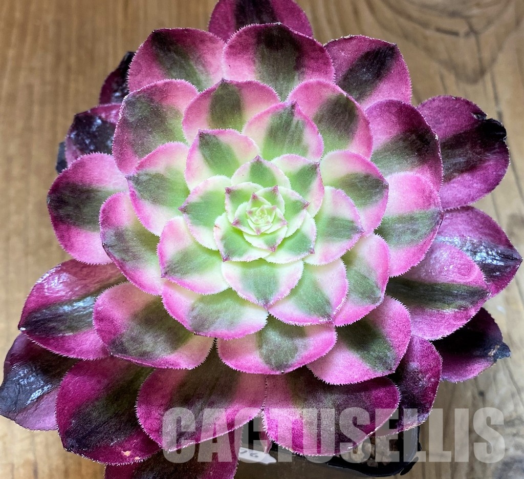 SH31076 Aeonium 'Allure'