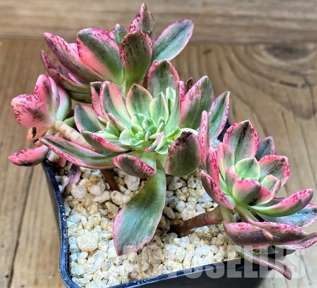 SH31078 Aeonium ‘Sweet Tea’ - Image 2