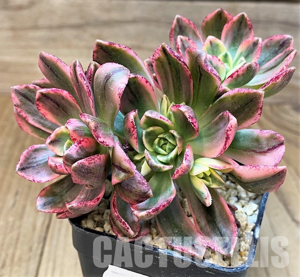 SH31079 Aeonium ‘Sweet Tea’ - Image 3