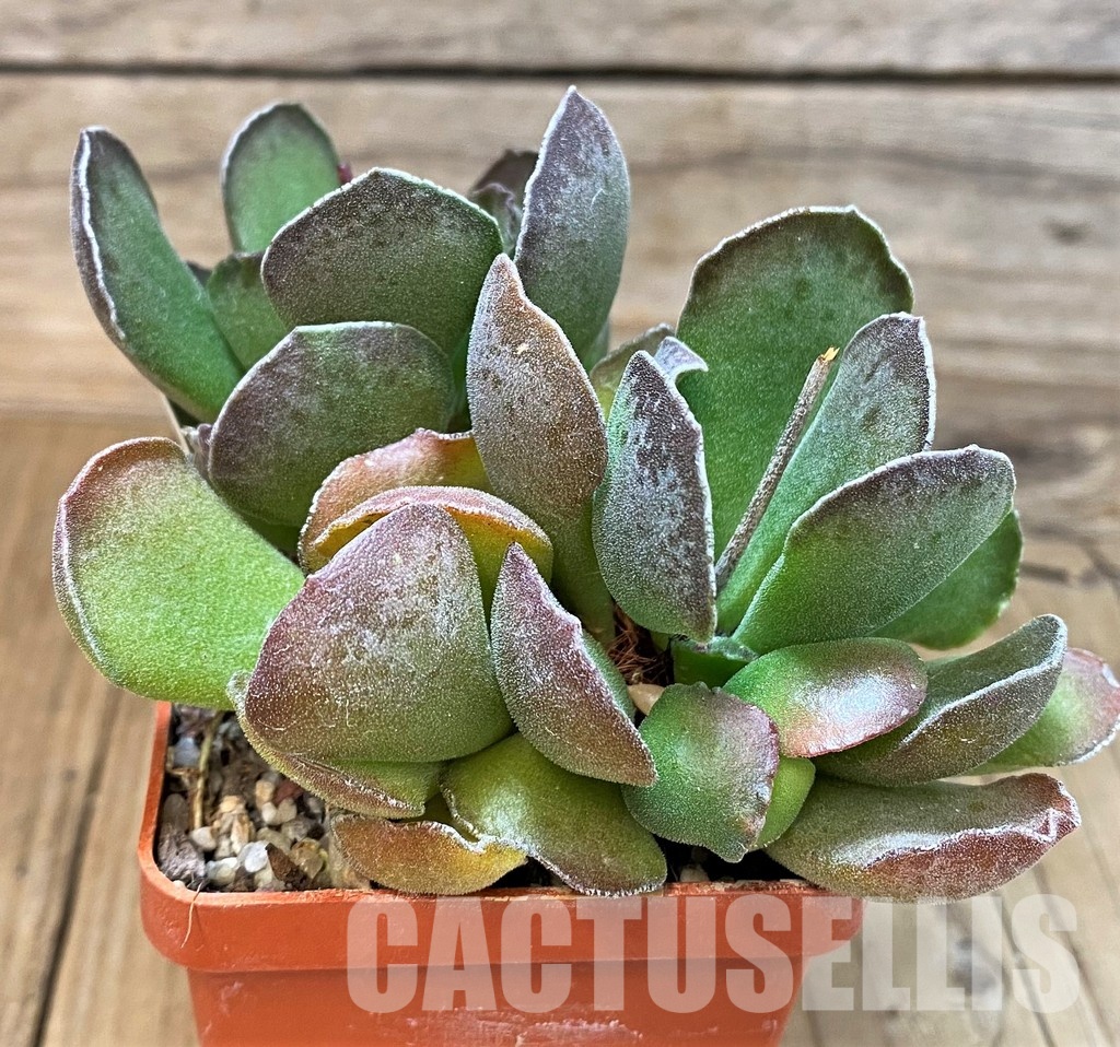 SH31056 Adromischus cooperi x cristatus - Image 3