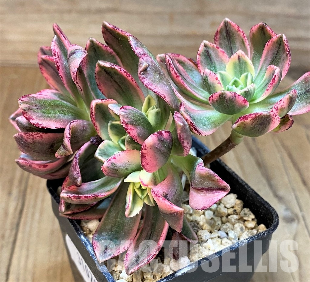 SH31079 Aeonium ‘Sweet Tea’ - Image 2