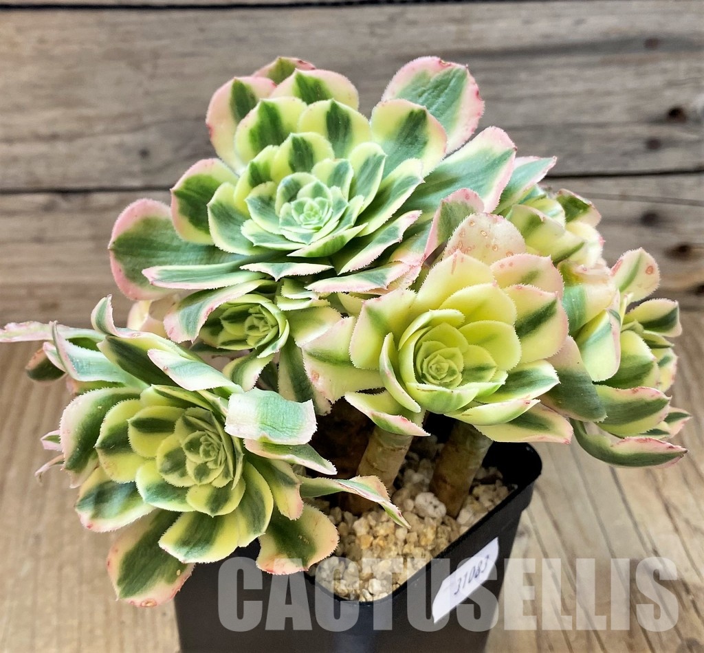 SH31083 Aeonium 'Maybach' - Image 3