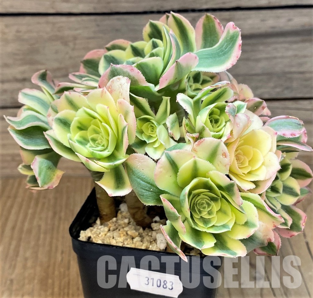 SH31083 Aeonium 'Maybach'