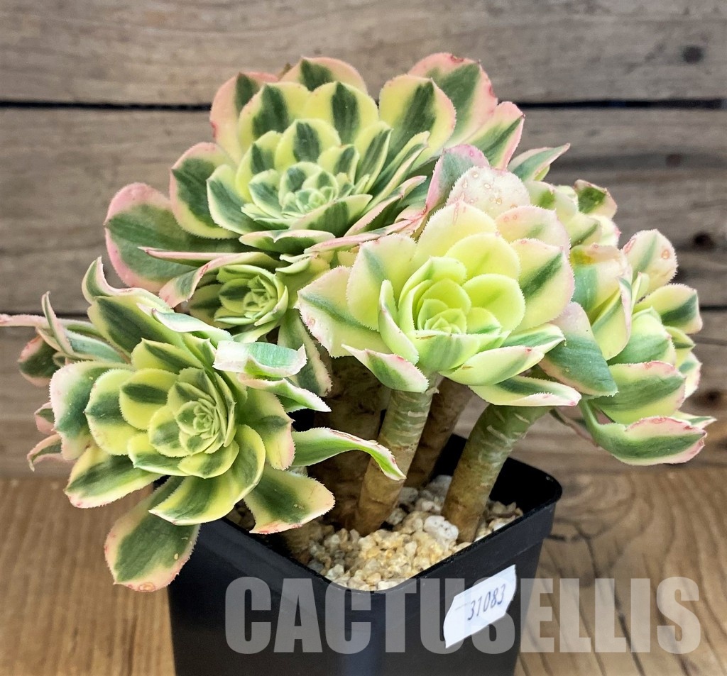 SH31083 Aeonium 'Maybach' - Image 2