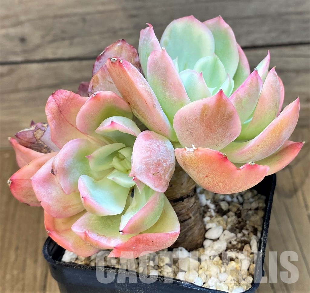 SH31084 Echeveria 'Silk Veil'