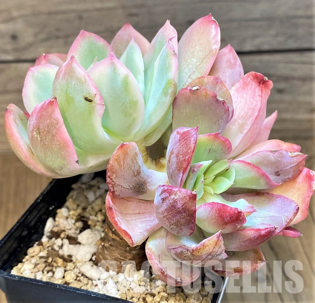 SH31084 Echeveria 'Silk Veil' - Image 2