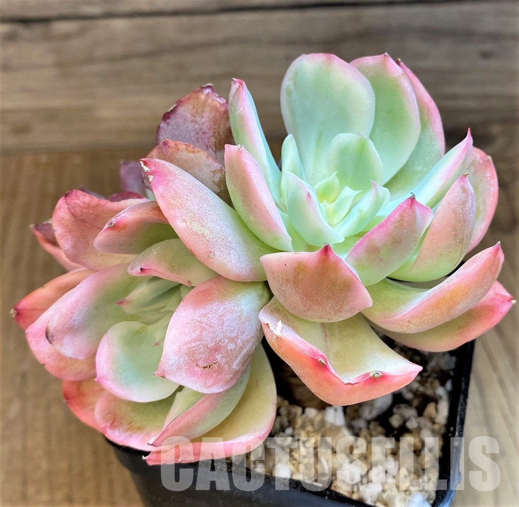 SH31084 Echeveria 'Silk Veil' - Image 3