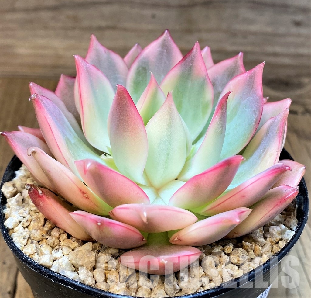 SH31087 Echeveria ‘Moon Goddess’ f. variegata - Image 2