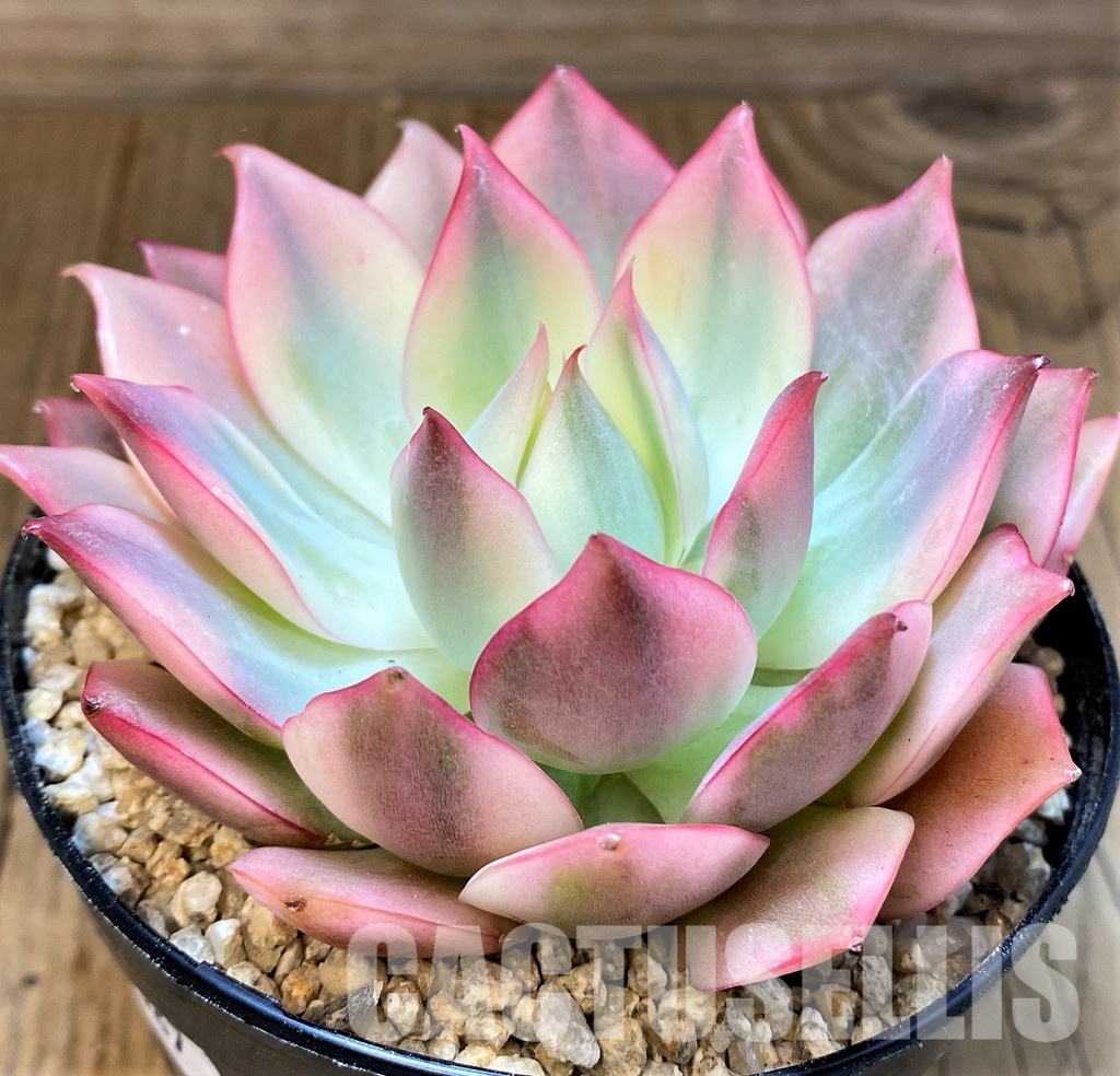 SH31087 Echeveria ‘Moon Goddess’ f. variegata