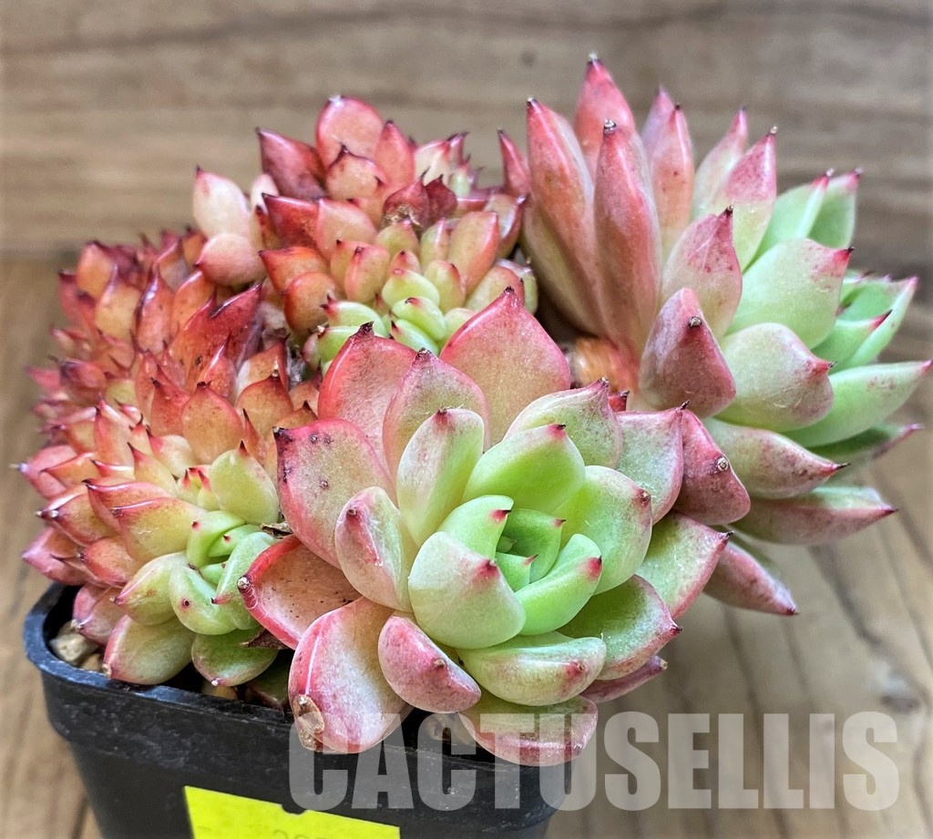 SH31255 Echeveria agavoides 'Mundy' f. cristata - Image 2