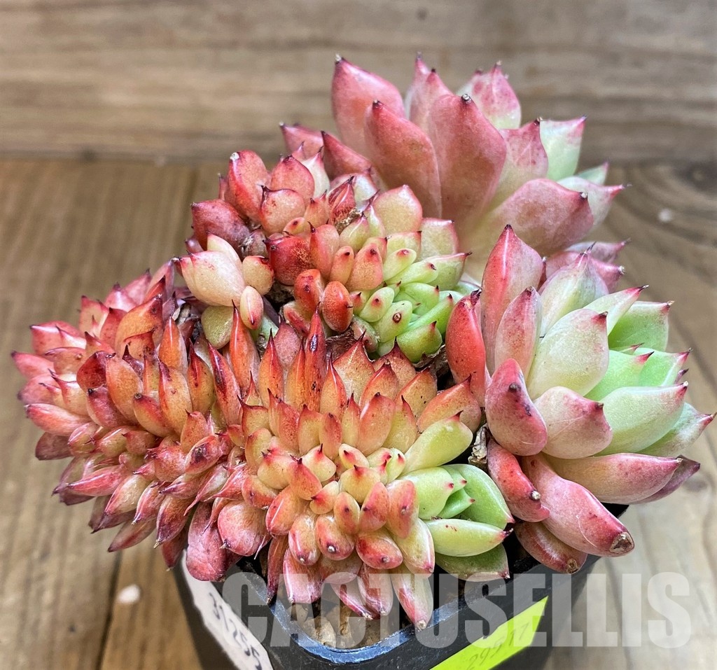 SH31255 Echeveria agavoides 'Mundy' f. cristata