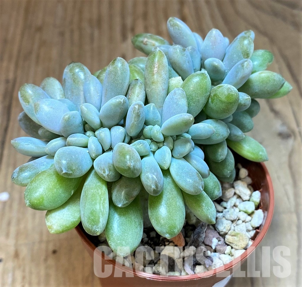SH31259 Pachyveria 'Clavifolia Cristata'