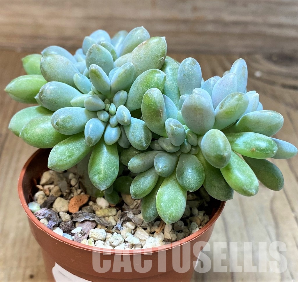 SH31259 Pachyveria 'Clavifolia Cristata' - Image 2