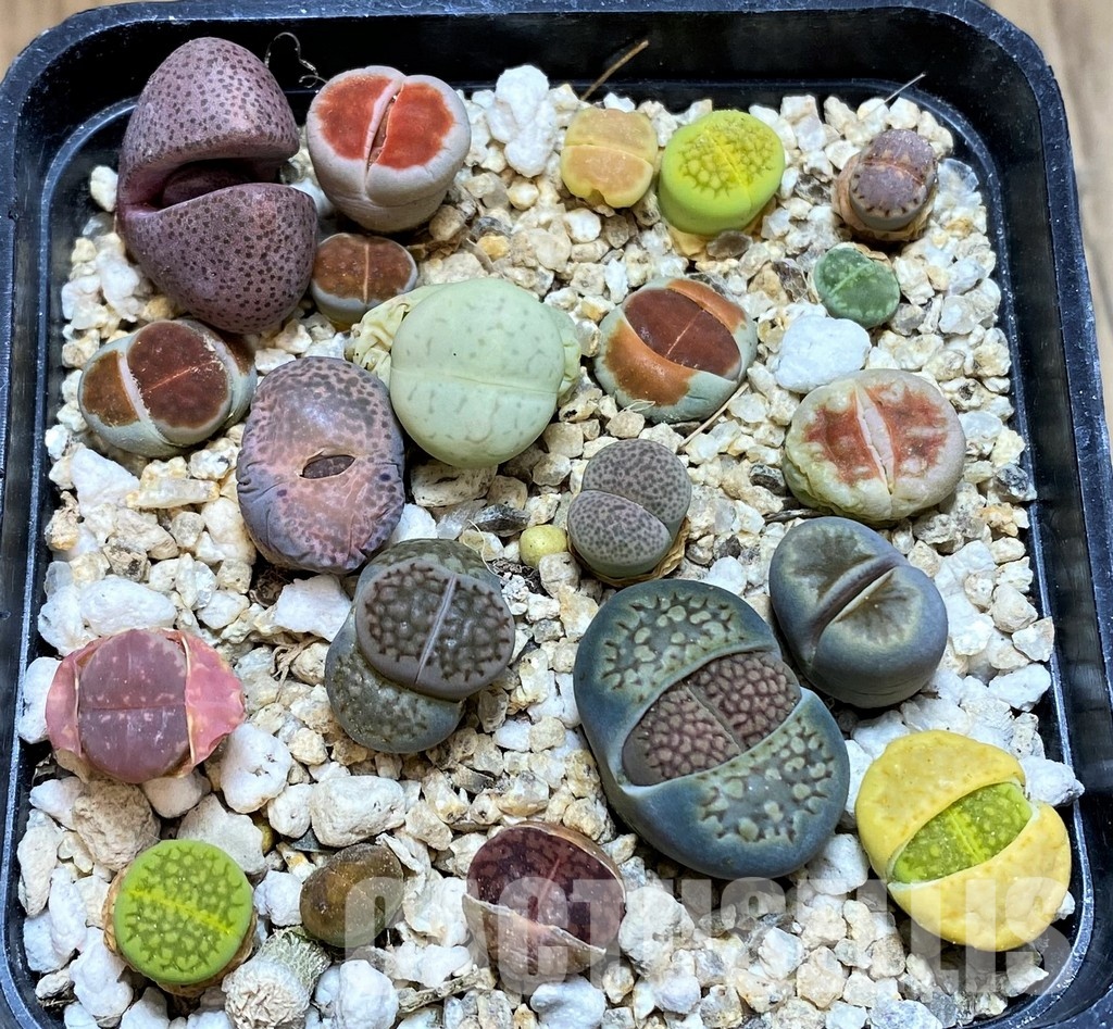 SH31227 Lithops mix, Pleiospilos nelii rubra