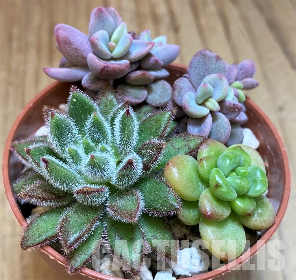 SH31260 Succulents mix - Image 2