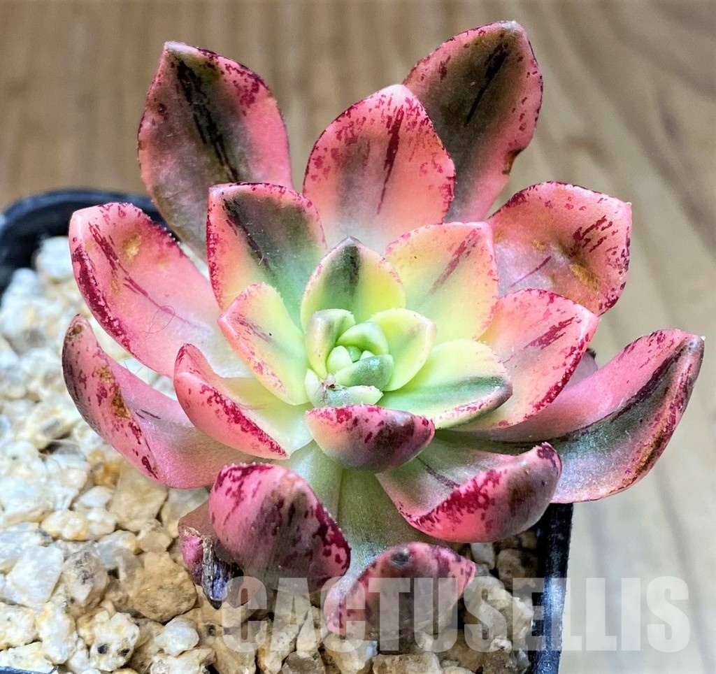 SH31266 Aeonium ‘Sweet Tea’ - Image 2