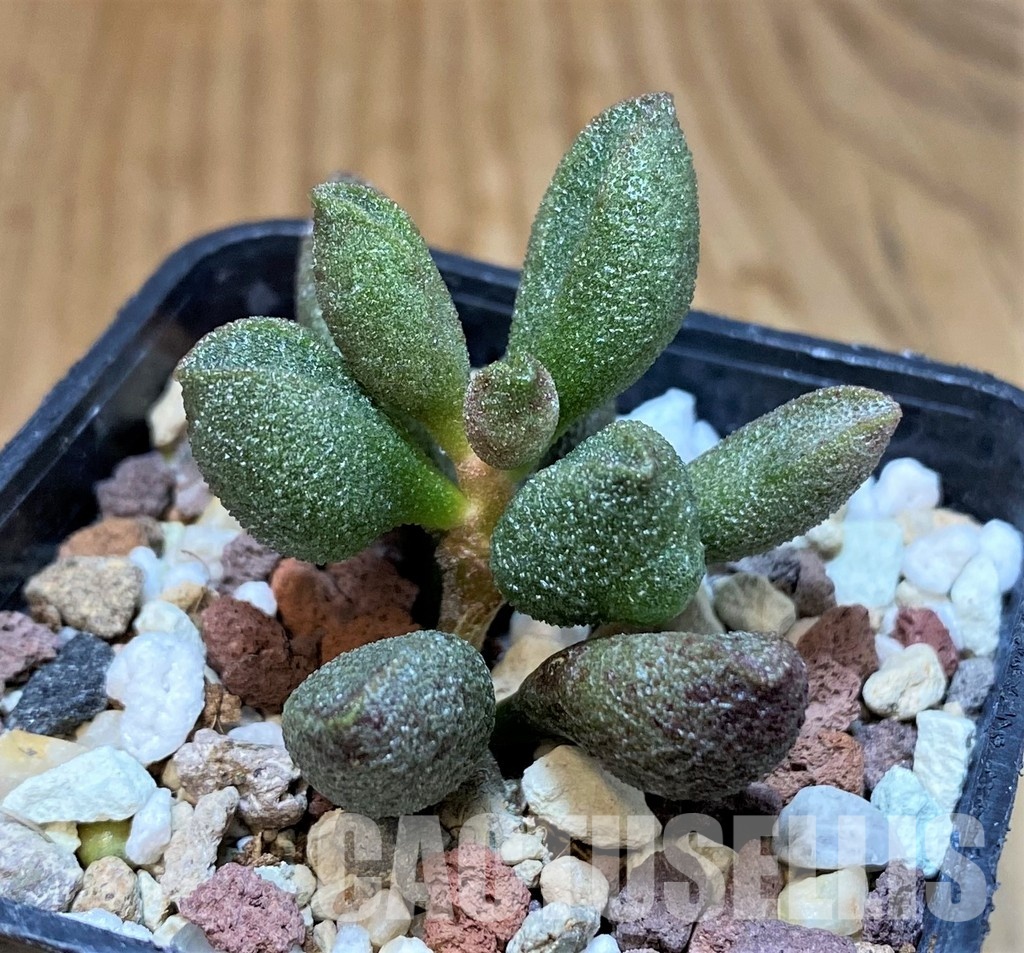 SH31269 Adromischus marianae - Image 2