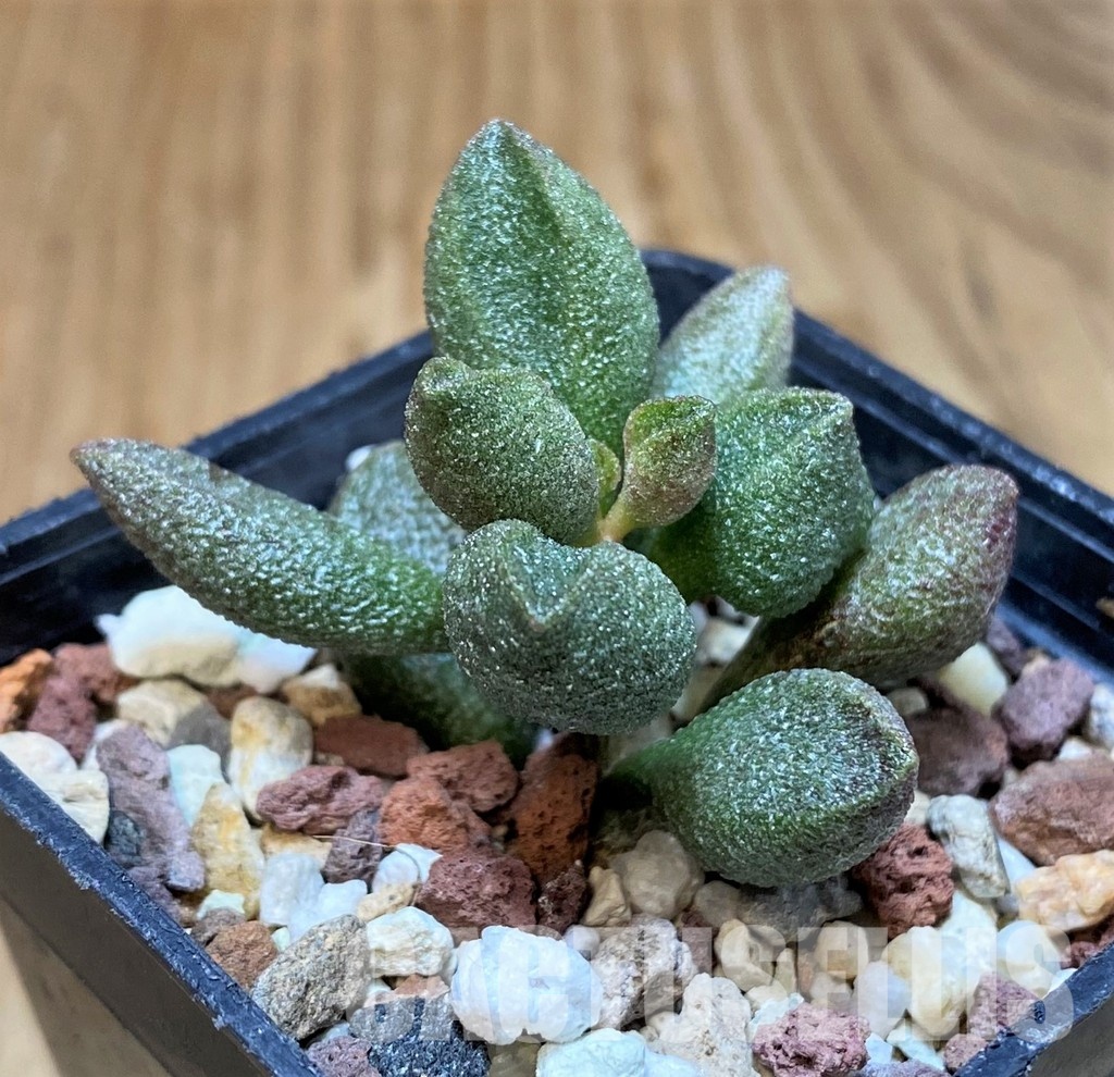 SH31269 Adromischus marianae