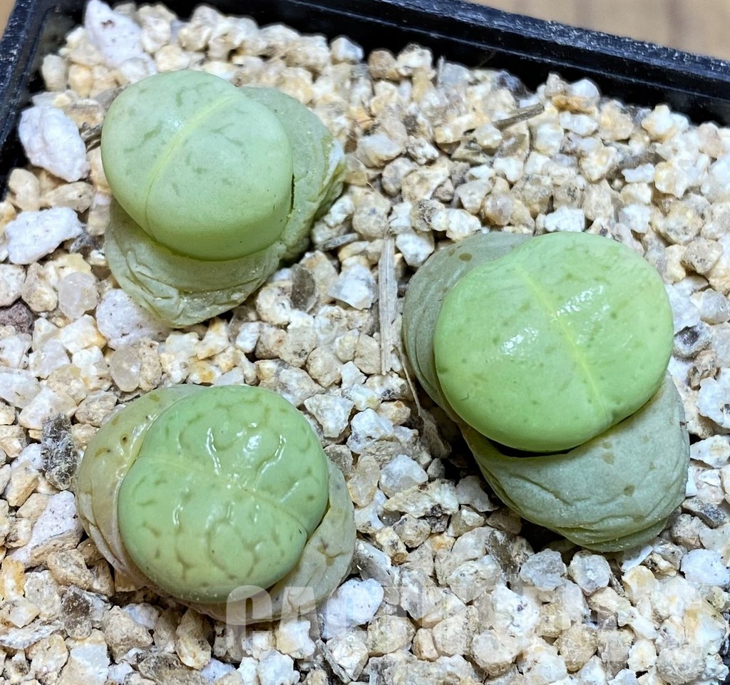 SH31271 Dinteranthus vanzylii 'Emerald' - Image 2