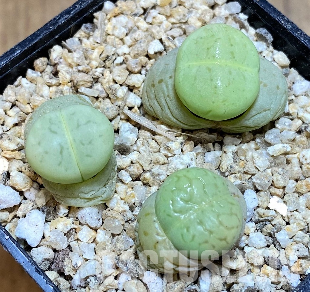 SH31271 Dinteranthus vanzylii 'Emerald'