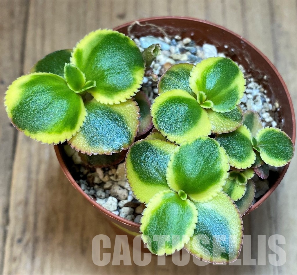 SH31274 Crassula sarmentosa - Image 2