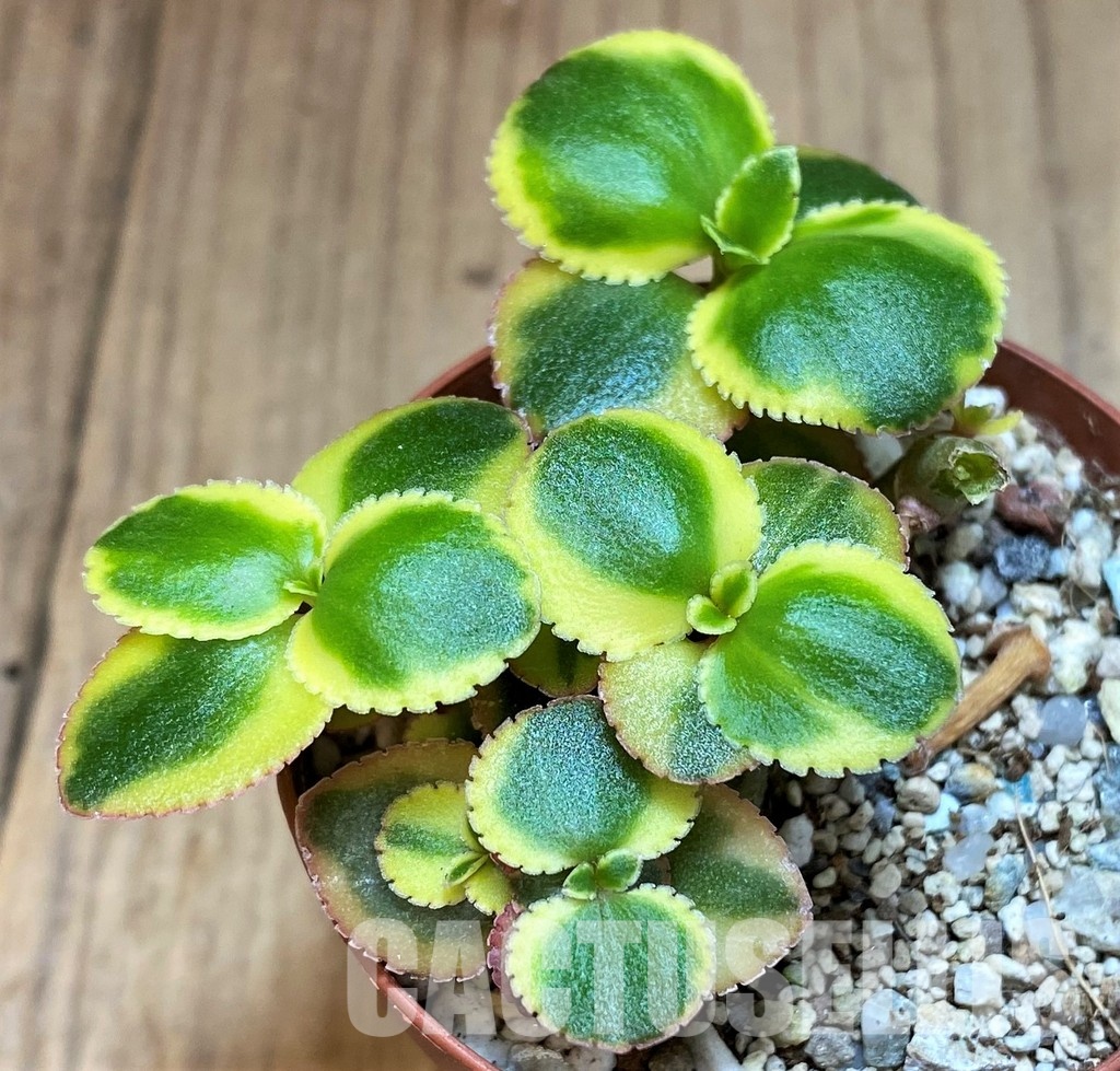 SH31274 Crassula sarmentosa
