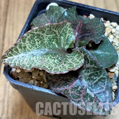 SH31275 Euphorbia francoisii hybrid