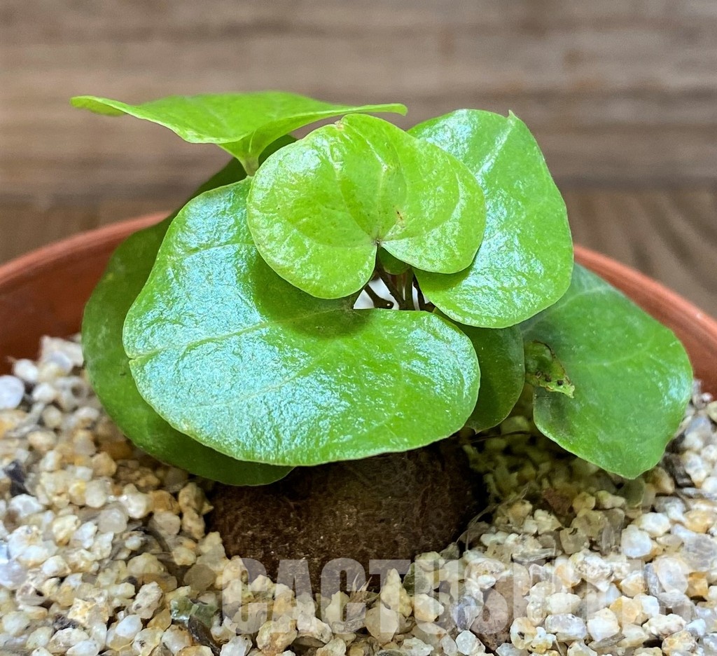 SH31277 Dioscorea elephantipes