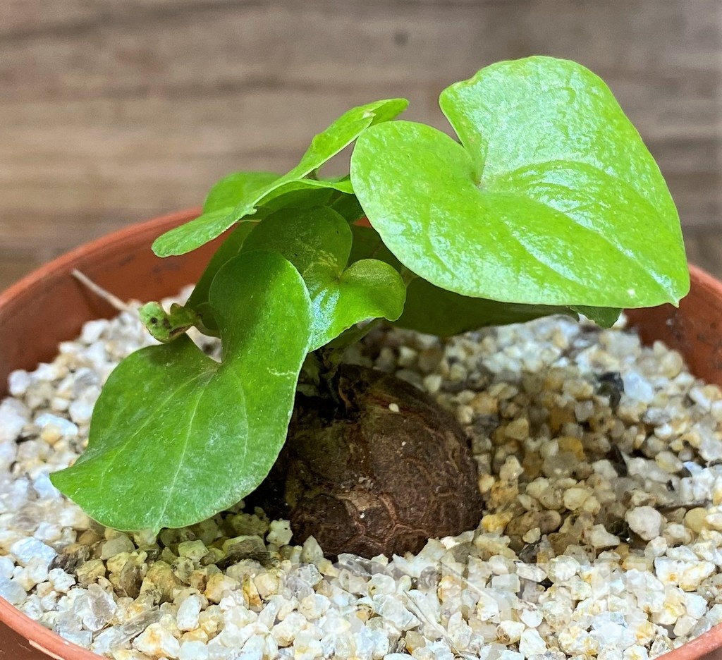 SH31277 Dioscorea elephantipes - Image 2