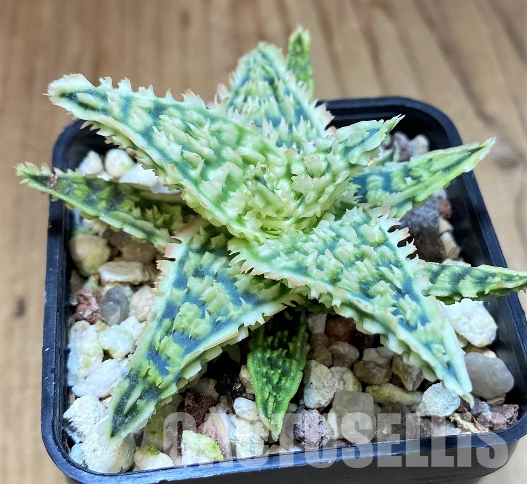 SH31279 Aloe TCT hybrid - Image 2