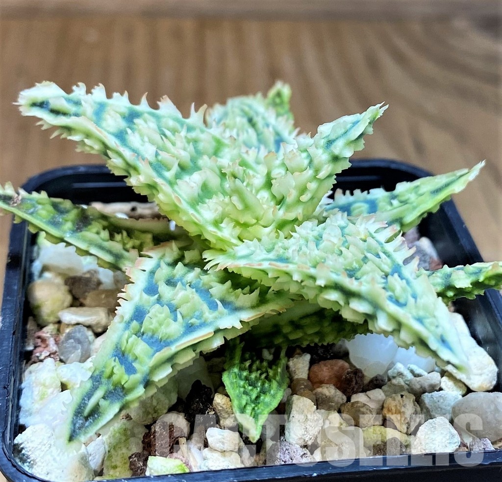 SH31279 Aloe TCT hybrid