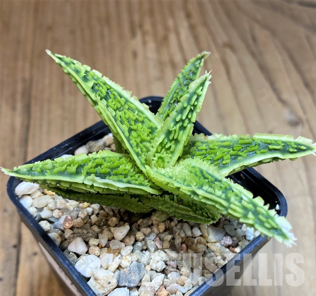 SH31280 Aloe TCT hybrid - Image 2