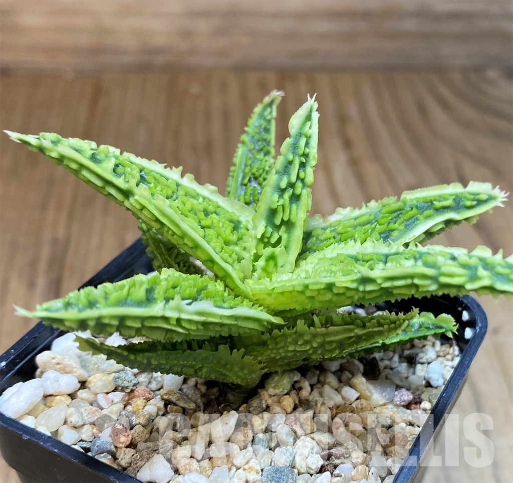 SH31280 Aloe TCT hybrid