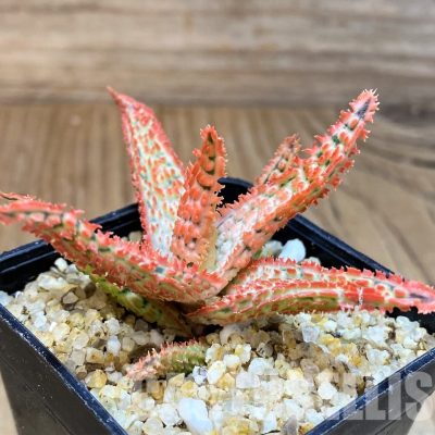 SH31281 Aloe TCT hybrid